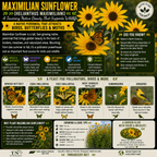 Maximilian Sunflower Plant - TN Nursery