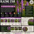Blazing Star Liatris Plant - TN Nursery