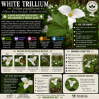 White Trillium - TN Nursery