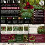 Red Trillium - TN Nursery