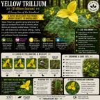 Yellow Trillium Plant - TN Nursery