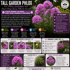 An informational graphic for Tall Garden Phlox (Phlox paniculata), showing a large cluster of purple flowers on a white background with multiple text panels detailing its characteristics, care instructions, and benefits.