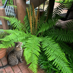 Cinnamon Fern