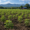 Sambucus Nigra Seedlings
