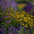 A vibrant garden display featuring purple coneflowers, yellow rudbeckia, yellow yarrow, and tall purple salvia flowers in full bloom - TN Nursery