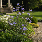 Chicory Plant