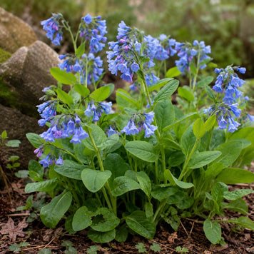 Virginia Bluebell - TN Nursery