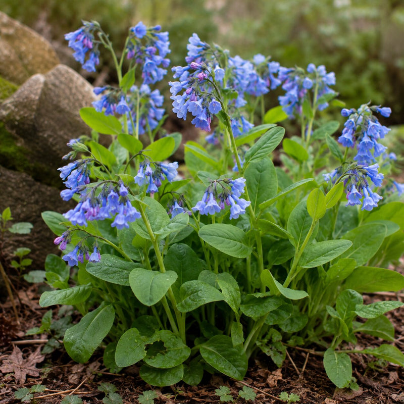 Virginia Bluebell - TN Nursery