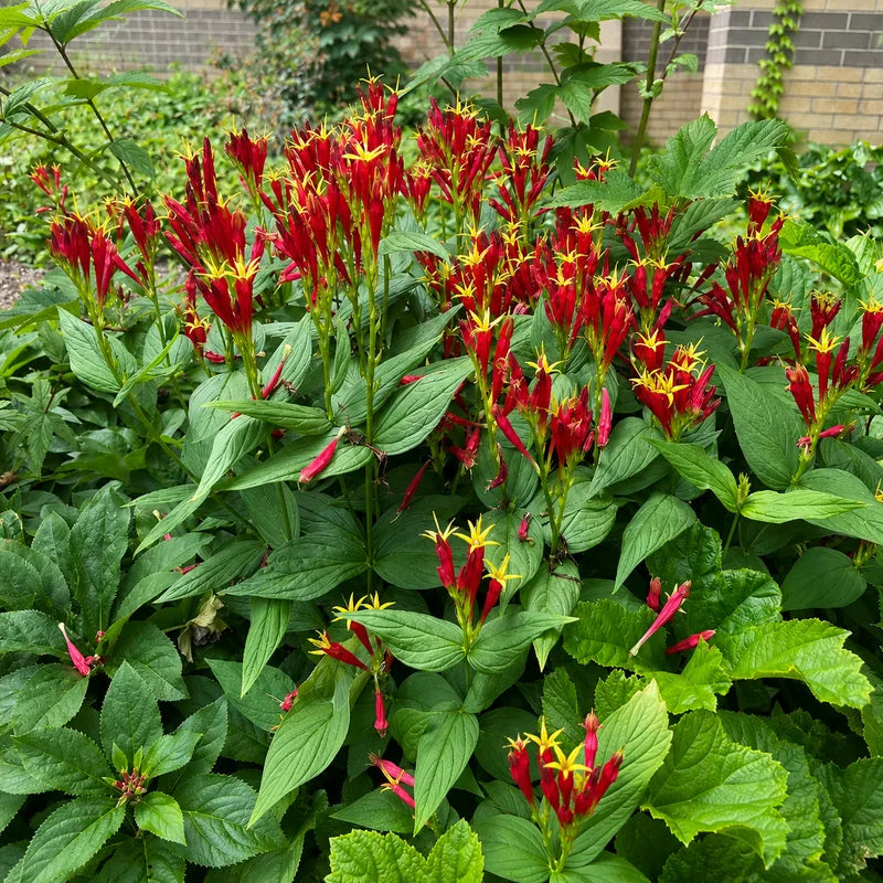 Indian Pink Plant