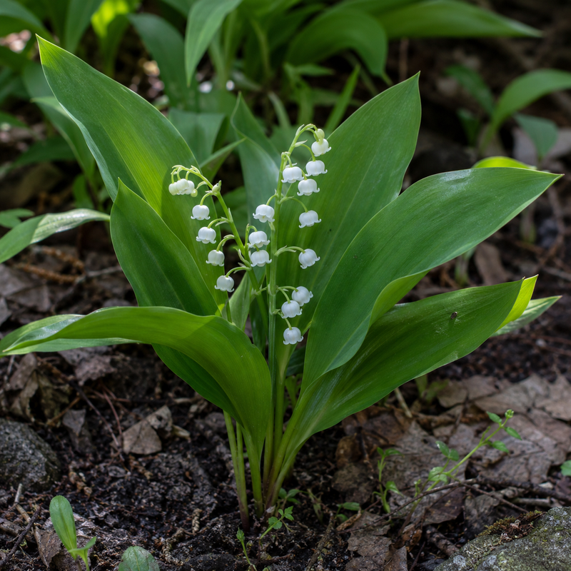 Lily Of The Valley Plant
