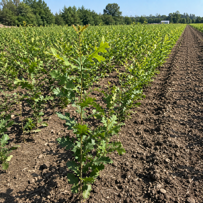 Quercus Velutina Seedlings - TN Nursery