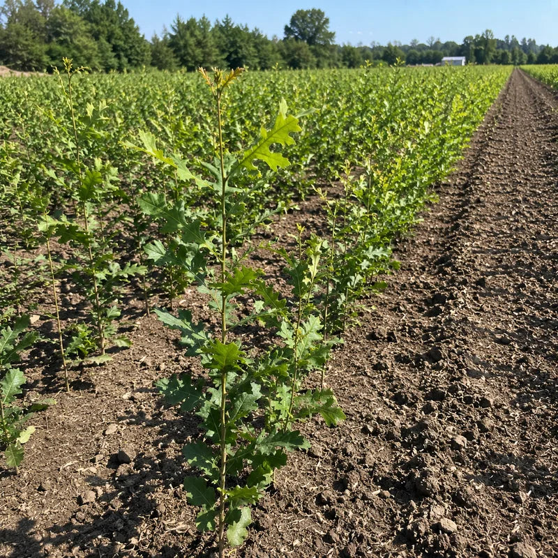 Young grapevine with support stake in vineyard row, green foliage and soil visible - TN Nursery
