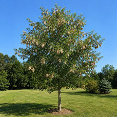 Trees