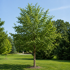 Lace Bark Elm Tree