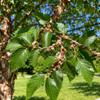 Lace Bark Elm Tree