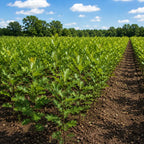 Young celery plants growing in organized rows in a sunlit agricultural field with trees in the background - TN Nursery