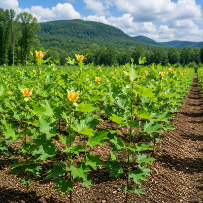 Yellow pond lilies blooming in cultivated field rows with mountains in background - TN Nursery