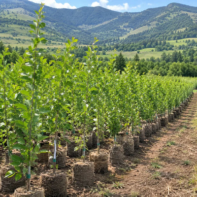 Young grapevines in burlap containers planted in rows with mountainous valley landscape in background - TN Nursery