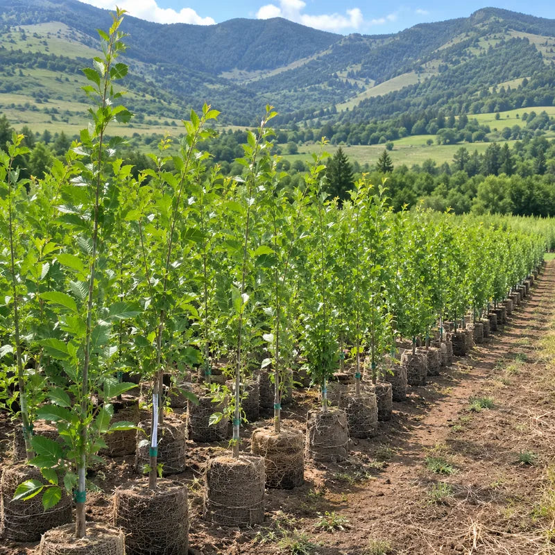 Young grapevines in burlap containers planted in rows with mountainous valley landscape in background - TN Nursery