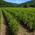 Ulmus Rubra Seedlings