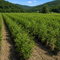 Rows of young green shrubs in a cultivated field with forested mountains in the background - TN Nursery
