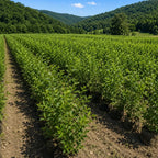 Rows of young green shrubs in a cultivated field with forested mountains in the background - TN Nursery