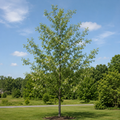Cottonwood Tree - TN Nursery