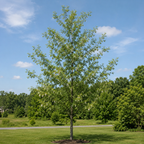 Cottonwood Tree