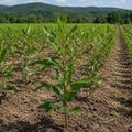 Young seedling in agricultural field with rows of plants and forested mountains in background - TN Nursery