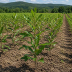 Young seedling in agricultural field with rows of plants and forested mountains in background - TN Nursery