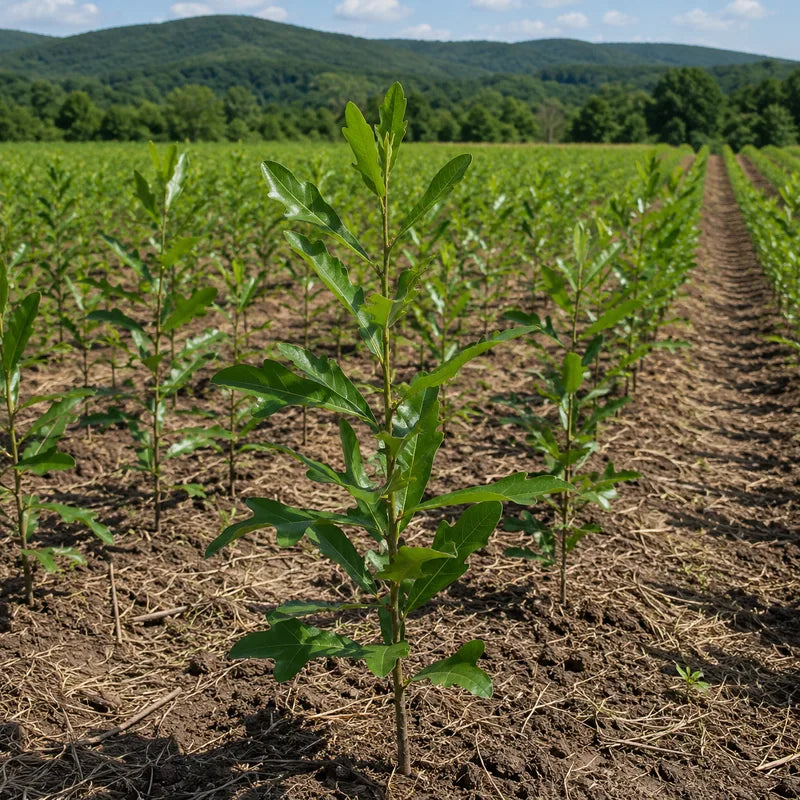 Young seedling in agricultural field with rows of plants and forested mountains in background - TN Nursery