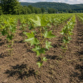 Young grapevines with palmate leaves growing in rows in a vineyard with forested hills in background - TN Nursery