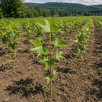 Young grapevines with palmate leaves growing in rows in a vineyard with forested hills in background - TN Nursery