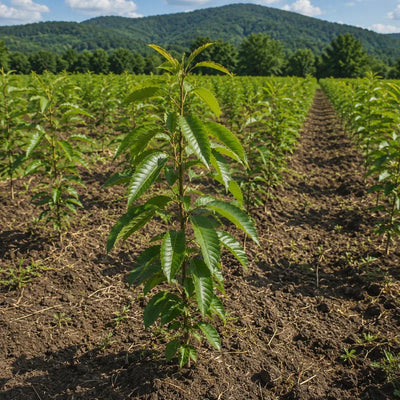 Young peach tree sapling in an orchard row with mountains in the background under clear sky - TN Nursery