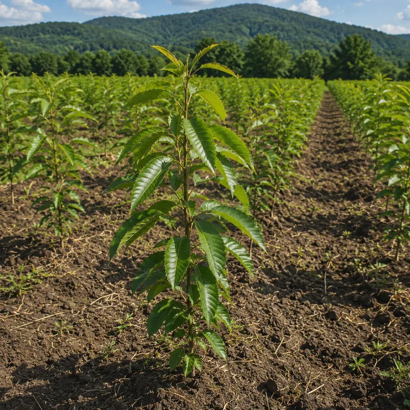 Young peach tree sapling in an orchard row with mountains in the background under clear sky - TN Nursery