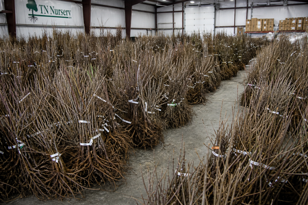 Dormant bare-root plants bundled with white tags in a greenhouse nursery warehouse - TN Nursery
