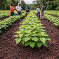 Young raspberry plants with green serrated leaves growing in neat rows in a field, with people touring the farm in the background - TN Nursery