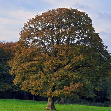 Majestic chestnut oak tree with gnarled trunk and autumn canopy for seedlings