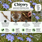 A Chicory Bare Root Planting Guide infographic showing four steps: what you receive, soak, plant, and enjoy year after year. The graphic features blue chicory flowers, a hand planting a sprig, and text detailing product benefits, with a Chicory logo at the top and wildflower imagery at the bottom.