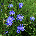 Vibrant blue Chicory Plant flowers with star-shaped petals and white centers