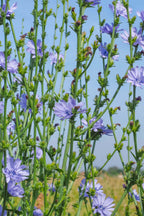 Chicory plant with light purple flowers on tall green stems under blue sky