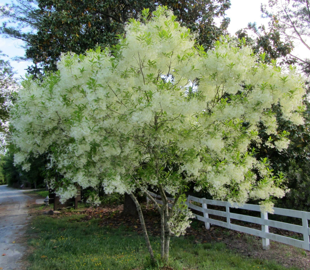 Versatile Shrubs