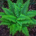 christmas fern
