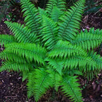 christmas fern
