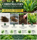 Christmas fern planting guide 