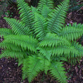 Vibrant Christmas fern fronds with delicate feathery green leaves on forest floor