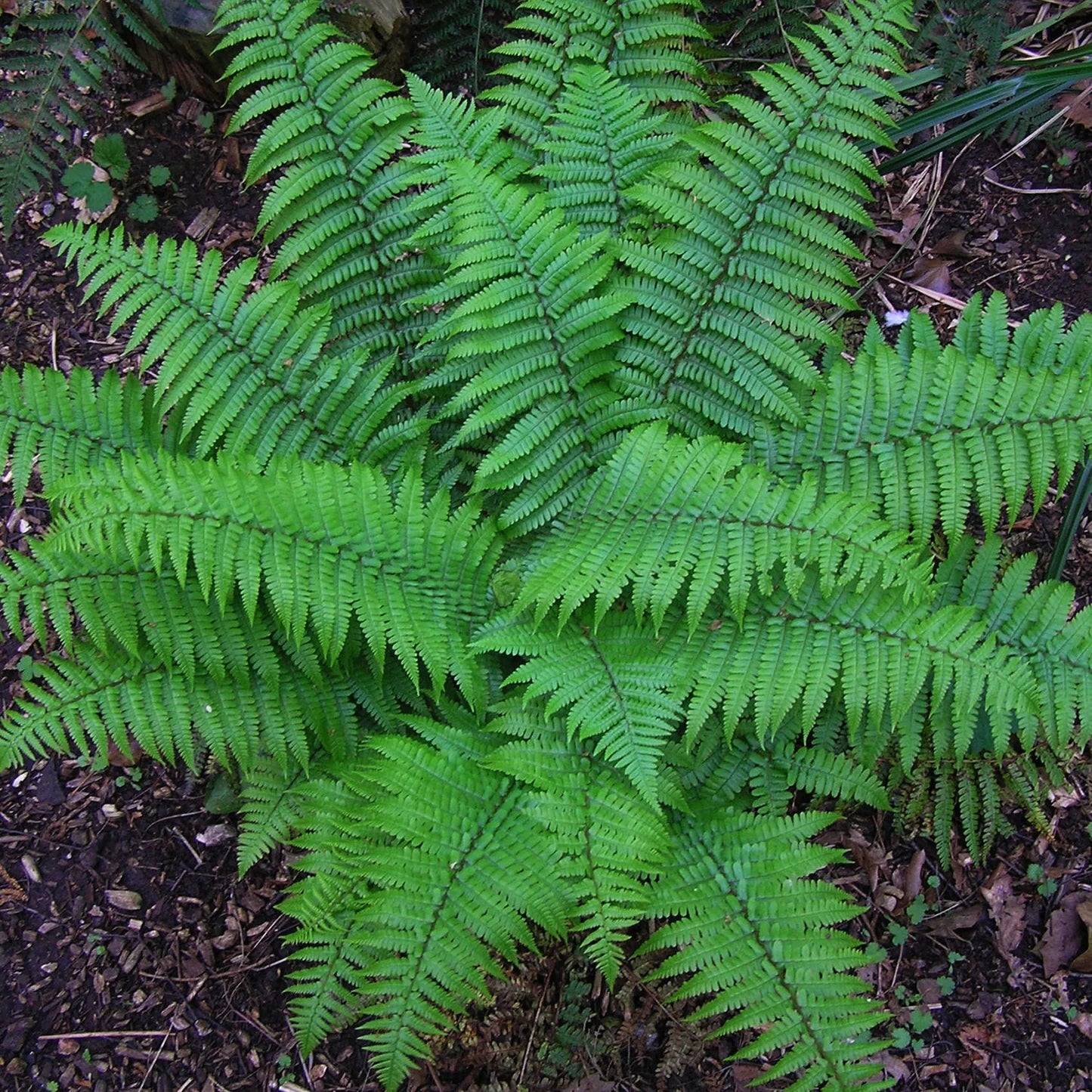 Vibrant Christmas fern fronds with delicate feathery green leaves on forest floor