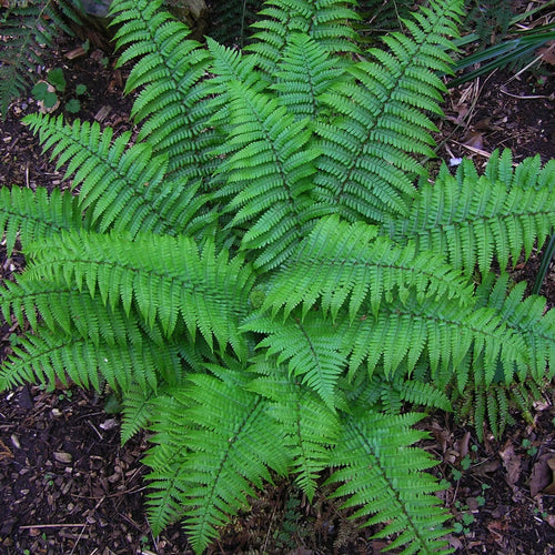 Vibrant Christmas fern fronds with delicate feathery green leaves on forest floor