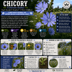 An educational infographic poster about Chovy (Cichorium intybus) from TN Nurseries, featuring purple flowers, growth tips, pollinator benefits, and planting instructions on a white background.