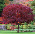 Vibrant Cistena Plum Tree with deep burgundy leaves in lush garden